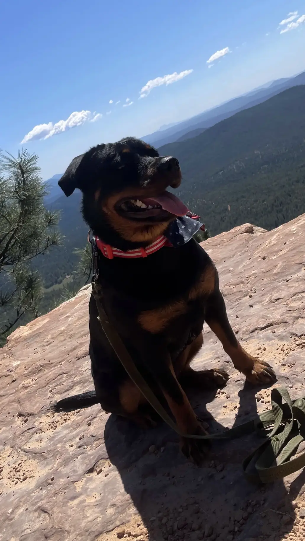 Rottweiler Dog: hiking